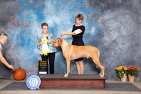 Rhodesian Ridegback #9 Fri G3 Judge Ann Meyer
