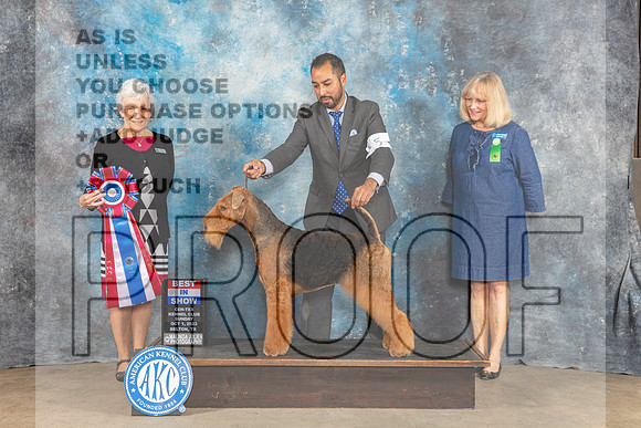 Airedale Terrier #5 Sun BIS Judge Eva Berg-_CL_6823_Belton2023-HR3
