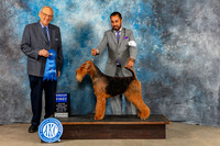 Airedale Terrier #7 Sat G1 Judge Kenneth Berg