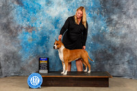 American Staffordshire Terrier #10 Sat BOB Judge Kenneth Berg