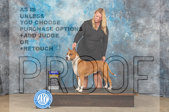 American Staffordshire Terrier #10 Sat BOB Judge Kenneth Berg-_CL_6341_Belton2023-HR3