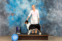 Australian Shepherd #12 Sat WB NC Judge Eva Berg