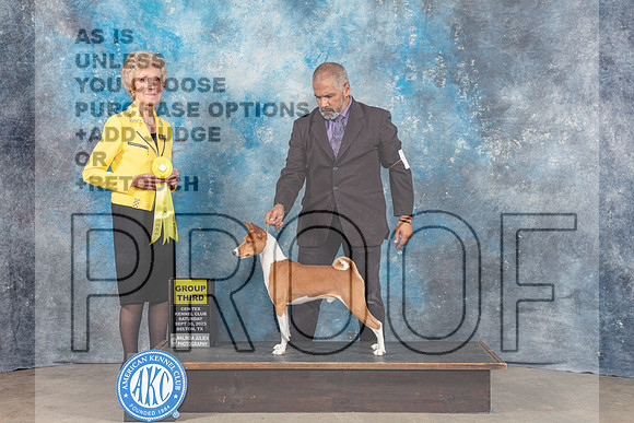 Basenji #5 Sar G3 Judge June Penta-_CL_6391_Belton2023-HR3