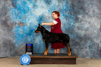 Beauceron #9 Sun BOB BOBOH Judge Kenneth Berg