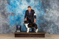 Border Collie #14 Sun WB Judge June Penta