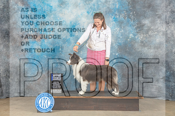 Border Collie #7 Sat WD BOW MAJ Judge Eva Berg-_CL_6344_Belton2023-HR3
