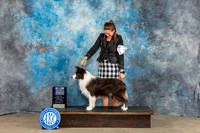 Border Collie #7 Sun WB BOW MAJ NC Judge June Penta
