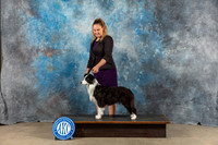 Border Collie #8 Sat SB MAJ Judge Eva Berg