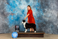 Border Collie #8 Sun BOS MAJ Judge June Penta