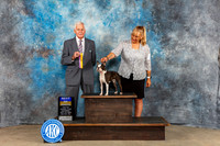Boston Terrier #12 Sat BOB Judge Malcom Moore