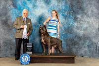 Cane Corso #19 Sun G4 Judge Gerard Penta
