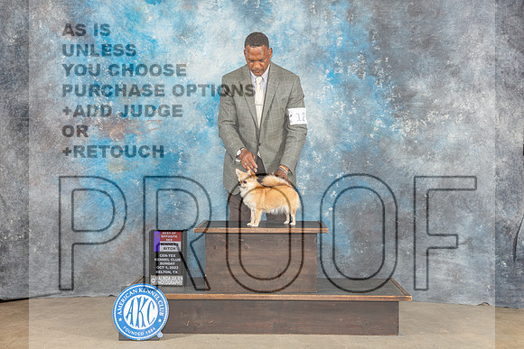 Chihuahua Long #12 Sun WB OP NC Judge Malcom Moore-_CL_6547_Belton2023-HR3