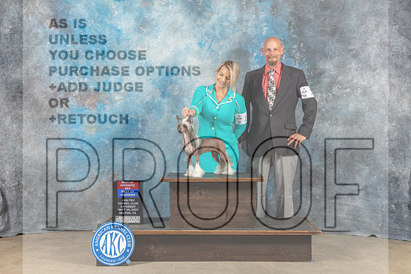 Chinese Crested #12 Sat WB BOW BOP Judge Eva Berg-_CL_6286_Belton2023-HR3