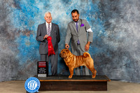 Chinese Shar Pei # Sat G2 Judge Malcom Moore