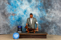 Dachshund Long #8 Sun WB BOW Judge Molly Martin