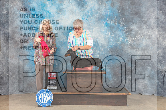 Dachshund Smooth #6 Sun G2 Judge Molly Martin-_CL_6793_Belton2023-HR3