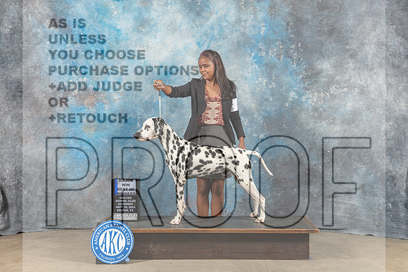 Dalmatian #5 Sat WB BOW Judge Malcom Moore-_CL_6293_Belton2023-HR3