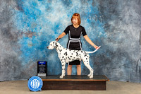 Dalmatian #15 Sun BOW Judge Kenneth Berg