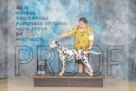 Dalmatian #7 Sun G4 Judge Eva Berg-_CL_6726_Belton2023-HR3