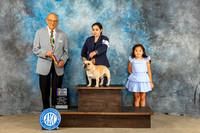 French Bulldog #7 Sun BOB MAJ NGC Judge Kenneth Berg