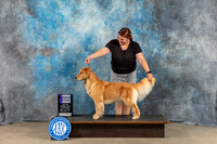 Golden Retriever #10 Sat WB Judge Molly Martin