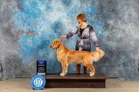 Golden Retriever #5 Sat WD BOW Judge Molly Martin