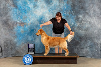 Golden Retriever #6 Sat RWB Judge Molly Martin