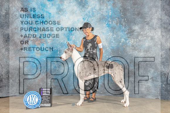 Great Dane #10 Sun WB Judge Eva Berg-_CL_6551_Belton2023-HR3
