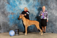 Great Dane #5 Sat WD BOW Judge Gerard Penta