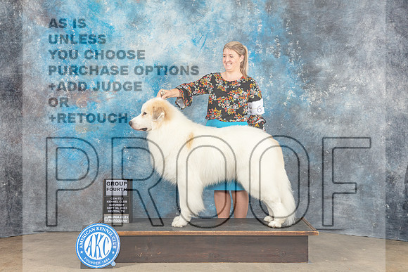 Great Pyrenees #5 Sat G4 Judge Eva Berg-_CL_6438_Belton2023-HR3