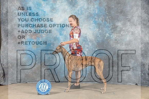 Greyhound #5 Sat BOB BOW Judge June Penta-_CL_6253_Belton2023-HR3