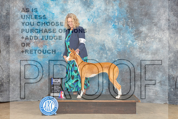 Ibezan Hound #8 Sun WB BOS MAJ Judge Molly Martin-_CL_6520_Belton2023-HR3