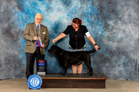 Labrador Retirever #6 Sun BOS BOW WB Judge Gerard Penta