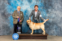 Labrador Retriever #5 Sun WD Judge Gerard Penta