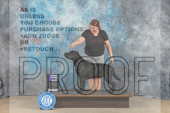 Labrador Retriever #7 Sat WD Judge Molly Martin-_CL_6306_Belton2023-HR3
