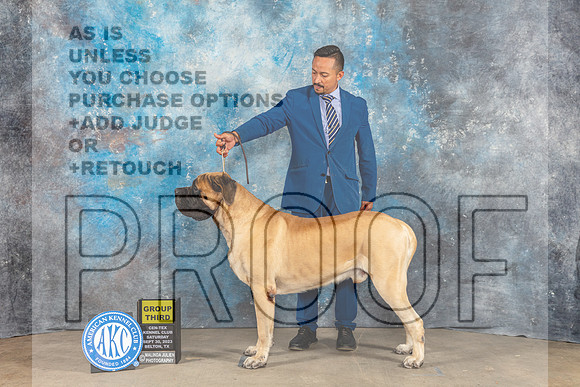 Mastiff #7 Sat G3 Judge Eva Berg-_CL_6445_Belton2023-HR3
