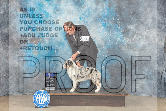 Miniature American Shepherd #11 Sun BOW Judge June Penta-_CL_6615_Belton2023-HR3