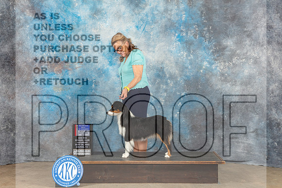 Miniature American Shepherd #12 Sat WB BOW BOS Judge Eva Berg-_CL_6370_Belton2023-HR3