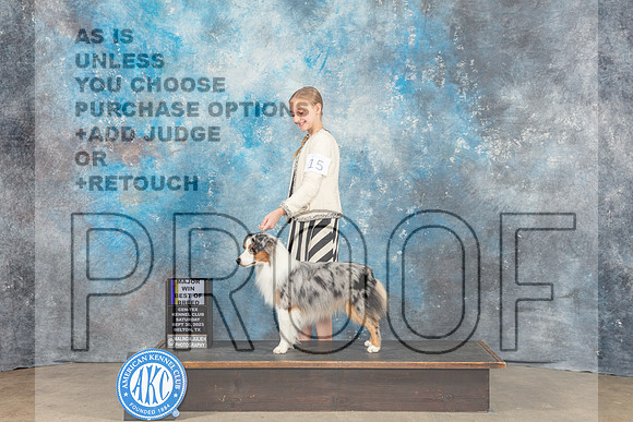 Miniature American Shepherd #15 Sat BOB MAJ Judge Eva Berg-_CL_6374_Belton2023-HR3