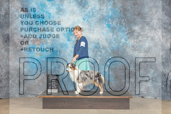 Miniature American Shepherd #15 Sun OHG3 Judge Eva Berg-_CL_6745_Belton2023-HR3