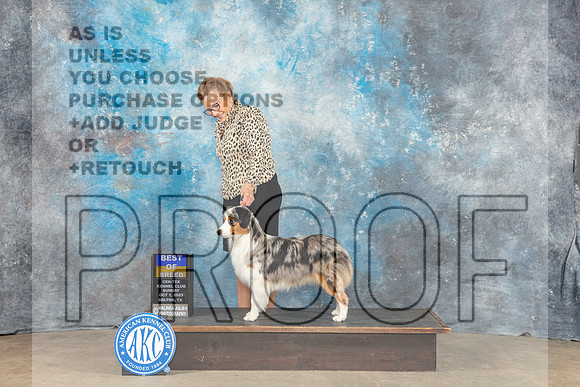 Miniature American Shepherd #9 Sun BOB Judge June Penta-_CL_6598_Belton2023-HR3
