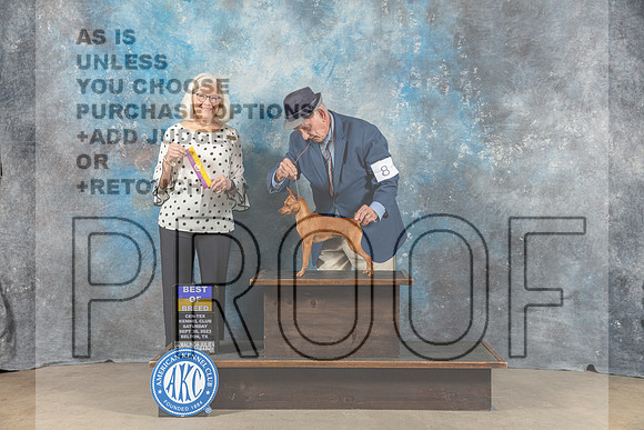 Miniature Pinscher #8 Sat BOB Judge Molly Martin-_CL_6257_Belton2023-HR3