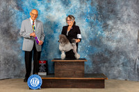 Miniature Poodle #10 Sun WB BOP Judge Kenneth Berg