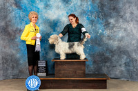 PBGV #6 Sat G4 Judge June Penta
