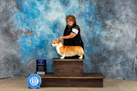Pembroke Welsh Corgi #6 Sun BOW Judge June Penta
