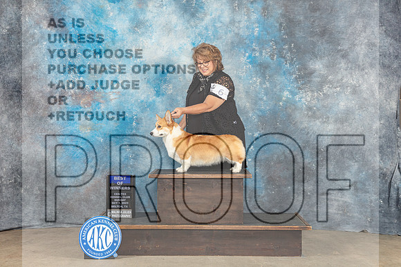Pembroke Welsh Corgi #6 Sun BOW Judge June Penta-_CL_6589_Belton2023-HR3