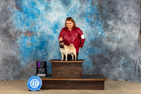 Pug #10 Sun OHG1 Judge Eva Berg