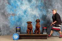 Redbone Coonhound #5 #8 Sat BOB BOS Judge June Penta