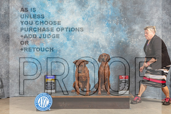 Redbone Coonhound #5 #8 Sat BOB BOS Judge June Penta-_CL_6330_Belton2023-HR3