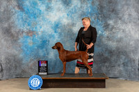 Redbone Coonhound #8 Sat WB BOS Judge June Penta